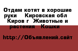 Отдам котят в хорошие руки. - Кировская обл., Киров г. Животные и растения » Кошки   